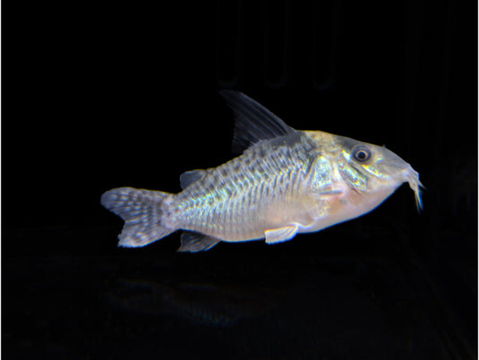 Spotfin Corydora
